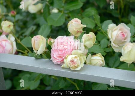 Strauch-Rose, Rosa EDEN ROSE 88, Strauchrose, Rosa EDEN ROSE 88 Stockfoto