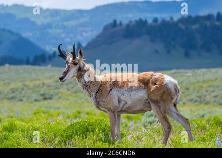 Pronghorn im Yellowstone National Park, Wyoming Stockfoto