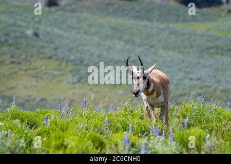 Pronghorn im Yellowstone National Park, Wyoming Stockfoto