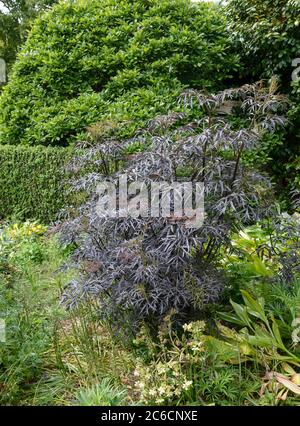 Schwazer Holunder, Sambucus nigra SCHWARZE SPITZE, Schwazer Holunder, Sambucus nigra SCHWARZE SPITZE Stockfoto