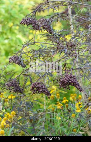 Schwarzer Holunder, Sambucus nigra SCHWARZE SPITZE, Holunderbeere, Sambucus nigra SCHWARZE SPITZE Stockfoto