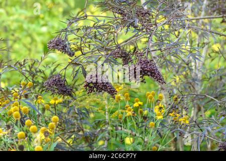 Schwarzer Holunder, Sambucus nigra SCHWARZE SPITZE, Holunderbeere, Sambucus nigra SCHWARZE SPITZE Stockfoto