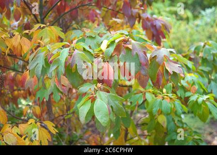 Sassafrasbaum, Sassafras albidum, Sassafras, Sassafras albidum Stockfoto