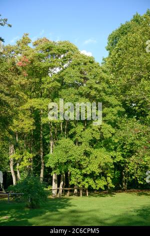 Sassafrasbaum, Sassafras albidum, Sassafras, Sassafras albidum Stockfoto