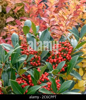 Skimmie, Skimmia japonica Pabella, Skimmia, Skimmia japonica Pabella Stockfoto