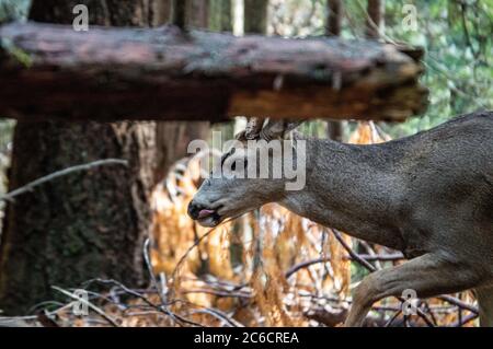 Maultier Hirsch Fütterung im Yosemite National Park Stockfoto