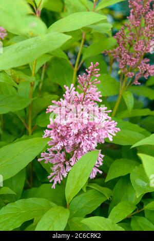 Kanadischer Flieder, Syringa James Macfarlane, kanadische Flieder, Syringa James Macfarlane Stockfoto