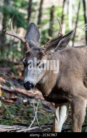 Maultier Hirsch Fütterung im Yosemite National Park Stockfoto