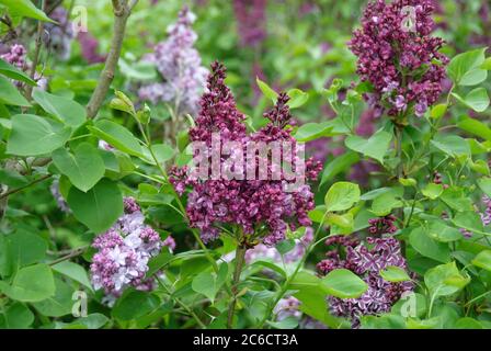 Edel-Flieder, Syringa vulgaris Mme Antoine Buchner, Noble Lilac, Syringa vulgaris Mme Antoine Buchner Stockfoto