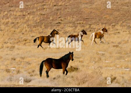 Wilde Mustangs in der Wüste von Nevada, USA Stockfoto