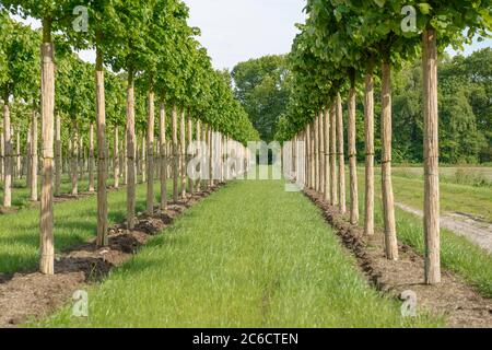 Winter-Linde, Tilia cordata Greenspire, kleinblättriger Kalk, Tilia cordata Greenspire Stockfoto