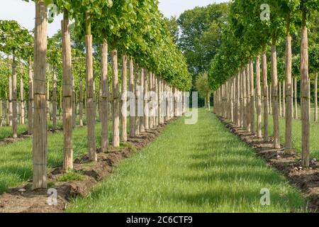 Winter-Linde, Tilia cordata Greenspire, kleinblättriger Kalk, Tilia cordata Greenspire Stockfoto