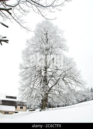 Winter-Linde, Tilia cordata, kleinblättriger Kalk, Tilia cordata Stockfoto