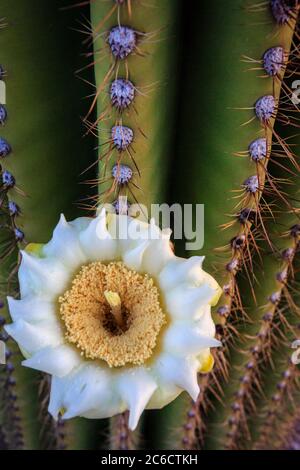 Die Saguaro Blüte ist die State Flower von Arizona. Stockfoto