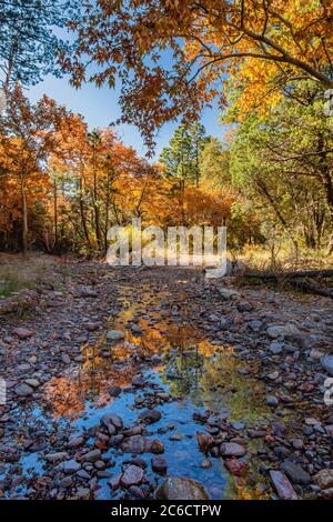 Herbstbäume spiegeln sich in einem Nebenfluss zum Cave Creek in den Chiricahua Mountains im Südosten Arizonas. Stockfoto