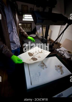 Botanik und Natur. Botanisches Lernen und Lehren. Pflanzen, Wissenschaft, Aufzeichnungen, Museum, Proben, Proben, Konservator, Kurator Stockfoto