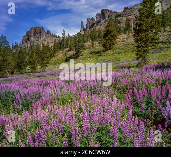 Lupine, Horse Meadow, Emigrant Wilderness, Stanislaus National Forest, Sierra Nevada Mountains, Kalifornien Stockfoto