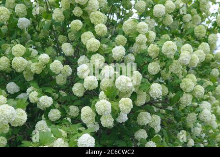 Schneeball, Viburnum opulus roseum, Snowball, Viburnum opulus roseum Stockfoto