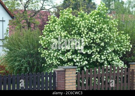 Schneeball, Viburnum opulus roseum, Snowball, Viburnum opulus roseum Stockfoto