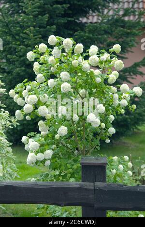 Schneeball, Viburnum opulus roseum, Snowball, Viburnum opulus roseum Stockfoto