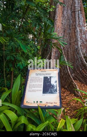 Jelawai Heritage Tree in Singapore Botanic Gardens, Singapur, Republik Singapur Stockfoto