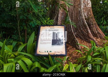 Jelawai Heritage Tree in Singapore Botanic Gardens, Singapur, Republik Singapur Stockfoto
