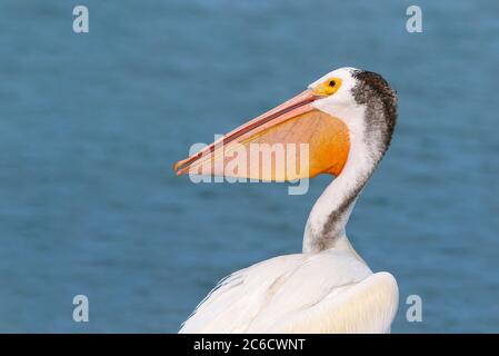 Ein Seitenprofil von einem American White Pelican's Tasche und Bill. Stockfoto