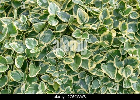 Großes Immergruen, Vinca Major Variegata, große Periwinkle, Vinca Major Variegata Stockfoto