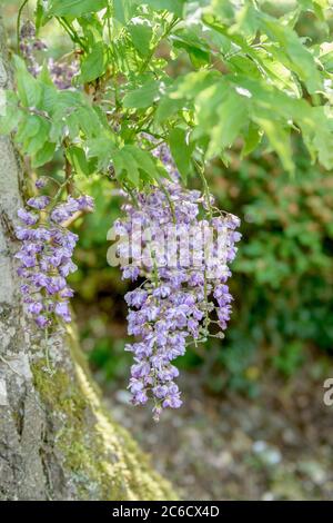 Japanischer Blauregen, Wisteria floribunda violacea Plena, , Japanische Wisteria, Wisteria floribunda violacea plena, Stockfoto