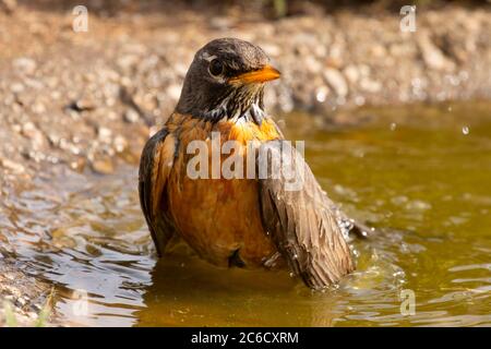 Amerikanischer Rotkehlchen (Turdus migratorius) beim Baden, Hütte See beim Blinden, Deschutes National Forest, Oregon Stockfoto