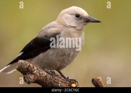 Clarks Nussknacker (Nucifraga columbiana), Cabin Lake Viewing Blind, Deschutes National Forest, Oregon Stockfoto