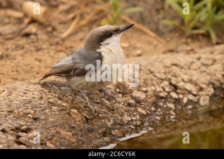Pygmy Nuthatch (Sitta pygmaea), Cabin Lake Viewing Blind, Deschutes National Forest, Oregon Stockfoto