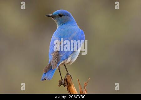 Mountain Bluebird (Sialia currucoides), Cabin Lake Viewing Blind, Deschutes National Forest, Oregon Stockfoto