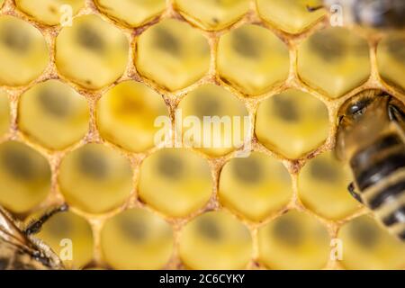 Honig Kamm Gold Hintergrund Textur natürliche Zelle Nahaufnahme Makro. Stockfoto