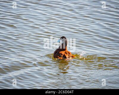 Nahaufnahme einer Ruddy-Ente, die in einem Teich in Las Vegas, Nevada, schwimmt Stockfoto