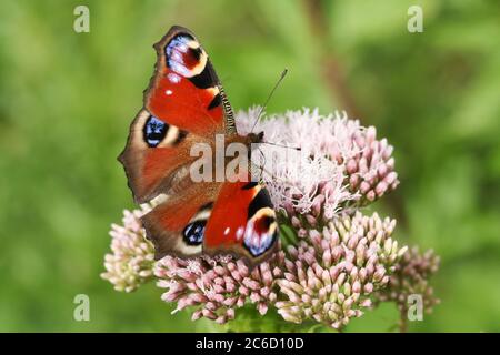 Ein neu aufgetauchte Pfauenfalter, Aglais io, nectaring aus einer rosa Blume in einer Wiese. Stockfoto