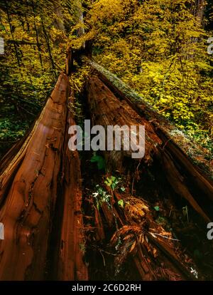 Dowed Cedar, Waldo Lake Wilderness, Willamette National Forest, Oregon Stockfoto