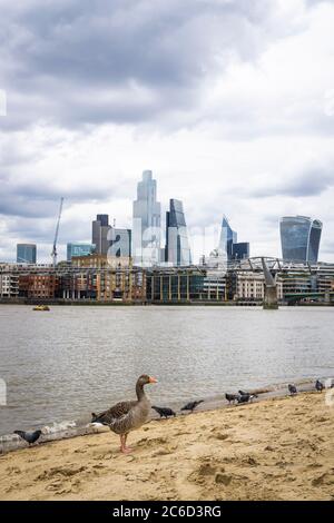 Eine Graugans und Tauben an der Themse in Bankside, London Stockfoto