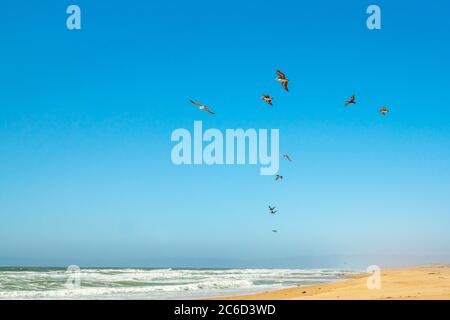 Sandstrand und Vogelschar, die über das Meer fliegen, California Coast Stockfoto