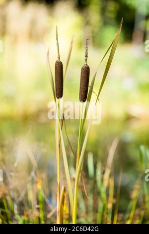 Südliche Cattails Typha domingensis wächst wild am Wasserrand Stockfoto