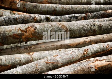 Forstwirtschaftliche Arbeiten in den Pyrenäen, Frankreich. Stockfoto