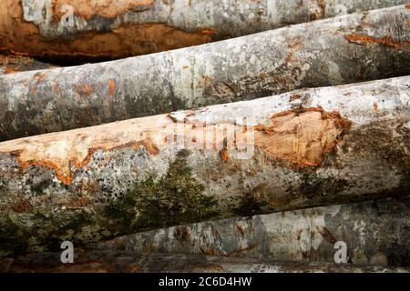 Forstwirtschaftliche Arbeiten in den Pyrenäen, Frankreich. Stockfoto