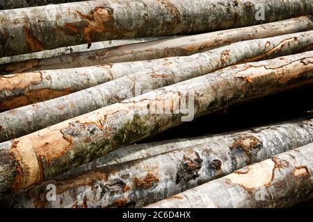 Forstwirtschaftliche Arbeiten in den Pyrenäen, Frankreich. Stockfoto