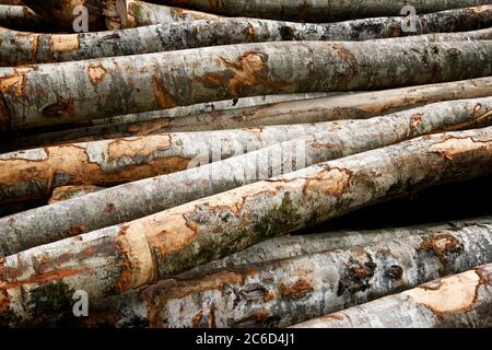 Forstwirtschaftliche Arbeiten in den Pyrenäen, Frankreich. Stockfoto