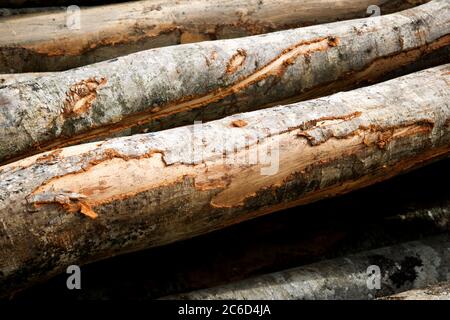 Forstwirtschaftliche Arbeiten in den Pyrenäen, Frankreich. Stockfoto