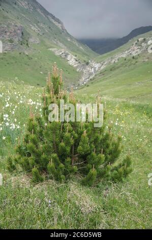 Haken-Kiefer, Pinus mugo subsp. Uncinata, Hakenkiefer, Pinus mugo subsp. Uncinata Stockfoto