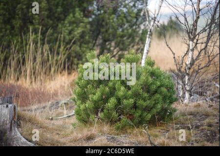 Moor-Kiefer, Pinus mugo subsp. Rotundata, Moorkiefer, Pinus mugo subsp. Rotundaten Stockfoto