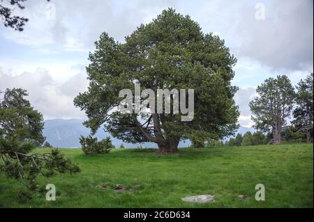 Haken-Kiefer, Pinus mugo subsp. Uncinata, Hakenkiefer, Pinus mugo subsp. Uncinata Stockfoto