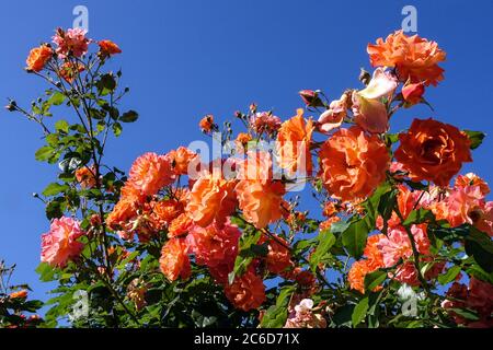 Orange Gartenkletterin Rosa Westerland Kletterrosen Stockfoto