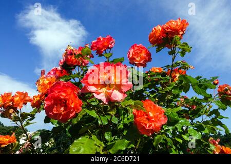 Orangenrosen Rosa 'Westerland' im Garten, Rosen Juni Stockfoto